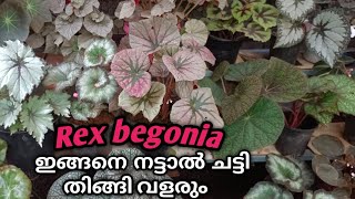 Rex Begonia best potting mix for growth 100malayalam [upl. by Kingsley]