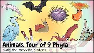 Animals Tour of 9 Phyla [upl. by Roscoe927]