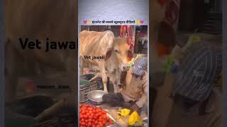 Ye video bina kuch bole bahut kuch baya kar rhi hai cow love saveanimals shorts struggle funny [upl. by Jarlathus855]