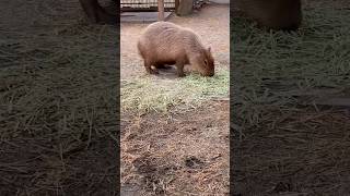 Theyre natures hot tub enthusiasts lounging in warm water like its a 5 star spa capybara [upl. by Raul]