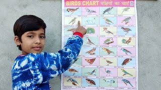 Birds Name  Birds Name Hindi amp English language  Name of Birds [upl. by Ursula639]