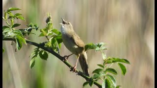 Common Grasshopper Warbler świerszczak Locustella naevia [upl. by Nolahp]