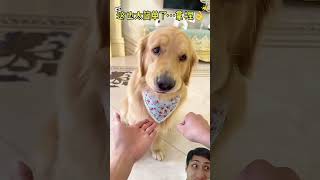 Golden Pups Hand Guessing Challenge goldenretriever funny cute dogs shortvideo animals [upl. by Cimbura96]