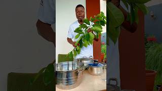 Plante anti cancer comment infuser les feuilles de corossols 12 Infusion Corossolier [upl. by Dihgirb398]