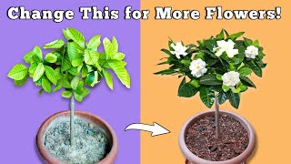 USE THIS To Get MORE Flowers In Gardenia Plant  Gardenia Plant Care [upl. by Yelbmik589]