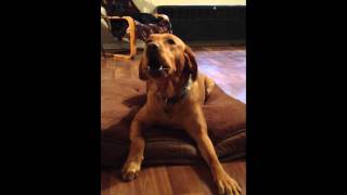 Labrador Retriever  aggressive bark  so cute [upl. by Iong959]