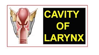 Cavity of Larynx Human Anatomy [upl. by Isidora]