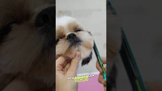 Metamorfoza Shihtzu Stefana [upl. by Illib]