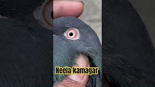 Neela kamagar male 💕 pigeon achaykabootarkipehchan kabootar kabutar [upl. by Atnauqal]