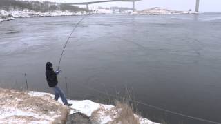 NORWAY fishing Saltstraumen [upl. by Yllitnahc]