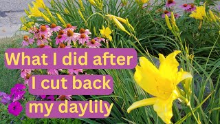 How To Cut Back Daylilies amp Transform Your Garden For Fall 🌸 Zone 4 Minnesota 🌸 daylily [upl. by Dulciana]