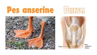 Anserine bursa pes anserinus insertion of guy ropes gooses foot anatomy [upl. by Joo]