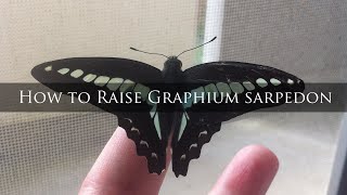 How to Raise Graphium sarpedon [upl. by Dnallor]