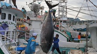 900pound giant bluefin tuna cut for luxurious sashimi [upl. by Burris573]