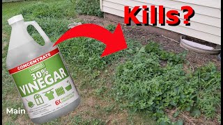 Does using a natural weed killer like vinegar actually work [upl. by Yawnoc676]