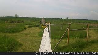 Yellow Wagtail UK Motacilla flava [upl. by Shirleen]