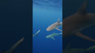 Little fish following a shark🐟 shark sharks fish pilotfish [upl. by Socher]