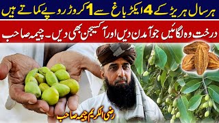 Harar farming in Pakistan  harad ki kasht in Pakistan  harer farming  03008002577 [upl. by Arracot]