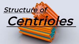 Centrioles  Structure of Centrioles  3D animated videos [upl. by Kravits]