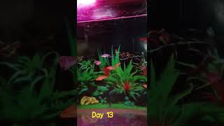 active fish for aquarium youtubeshorts youtube [upl. by Airpal]