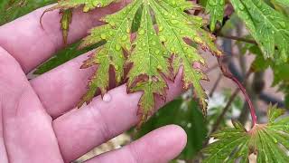 Acer Japonicum Acontifolium  Dacing Peacock  Mai Kujaku Japanese Maple [upl. by Marne]