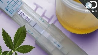 How Accurate Are Drug Tests [upl. by Neyr768]