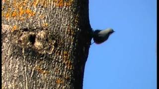 Nötväcka  Sitta europaea  Eurasian nuthatch  ljudsound [upl. by Brenda925]