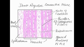 Learn to make Dense regular connective tissue [upl. by Feola990]