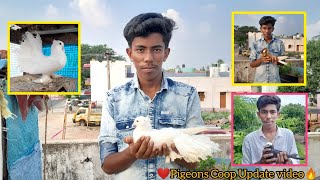 🤩Pigeons Coop Update🔥VadaponparappiPigeons pigeon coop update viralvideo [upl. by Scopp356]