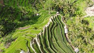 Drone flight above Sebatu Village amp Tegalalang Rice terraces Bali [upl. by Wiggins]