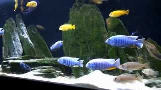 Malawi  African Cichlids Relax [upl. by Anirahtak310]