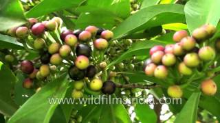 Ardisia humilis growing in India [upl. by Aneeuqal]