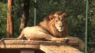 Documentary on Bhagwan Birsa Biological Park OrmanjhiRanchi Zoo [upl. by Lehcar219]