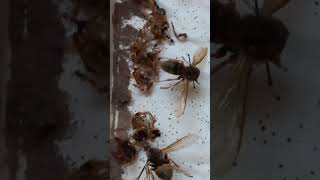 How Did Terrible Pests Carpet Beetles Dermestidae Infest Collection of Hornets Vespa crabro [upl. by Gausman193]