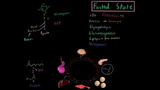 Fasted State Metabolism MCAT Gluconeogensis Beta Oxidation Lipolysis Ketogensis Glycogenolysis [upl. by Mooney]