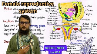 The Female Reproductive system  NCERT  NEET  class 12 [upl. by Enellij]