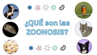 ¿Qué son las zoonosis [upl. by Gilcrest]