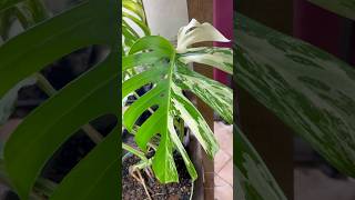 Growing rare variegated aroids indoor aroids monstera plantlife philodendron alocasia plants [upl. by Eellek]