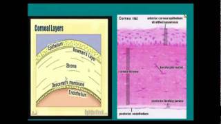 cornea pt1 [upl. by Mandi]