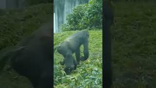 gorilla Tayari 10歲10個月 mom amp son Jabali 1歲2個月 小大猩猩 ゴリラ [upl. by Eittik]