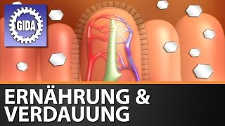 Trailer  Ernährung amp Verdauung des Menschen 2005  Biologie  Schulfilm [upl. by Dunaville399]