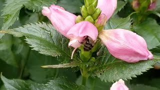 Bumblebees working the Chelone [upl. by Liam]