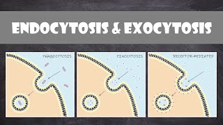 Endocytosis amp Exocytosis  Cell Biology [upl. by Harima25]