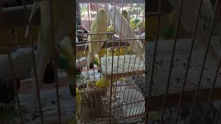 budgieslife budgies lovebirds budgiesparakeet [upl. by Cheston186]