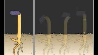 IB Biology 917 Phototropism and Auxin [upl. by Manning]