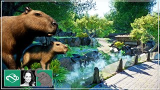 🐘 Building a Capybara Spa Habitat in City Zoo  Planet Zoo Speed Build [upl. by Amre444]