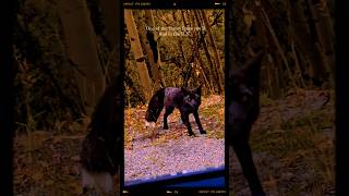 Very rare The Melanistic fox Black Fox animals nature traveling adventure explore usatravel [upl. by Nert]