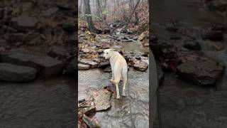 Piston’s Zen Moment in the Ozarks 🌊  A Meditative Pup Enjoying the Stream [upl. by Heriberto48]