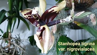 Stanhopea tigrina varnigrovialacea quotСтангопея Тигринаquot путаница разрешилась [upl. by Gottwald]