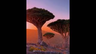 Dragon tree in Socotra🇾🇪shorts [upl. by Rafaelita711]